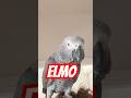 My Parrot Asked Me To Watch Sesame Street Parrot Birds Animals Talkingparrot Africangrey