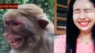 Pegadinha Falso Leo e Falso Tigre para  Cachorro [AS MELHORES]