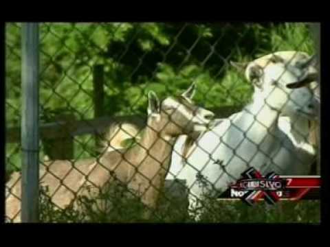 Super Xclusivo La Comay