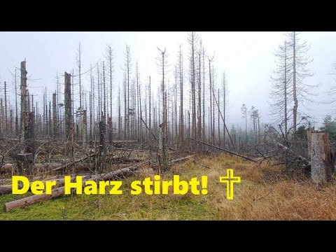 Der Harz stirbt!