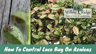 How To Control Lace Bug On Azaleas