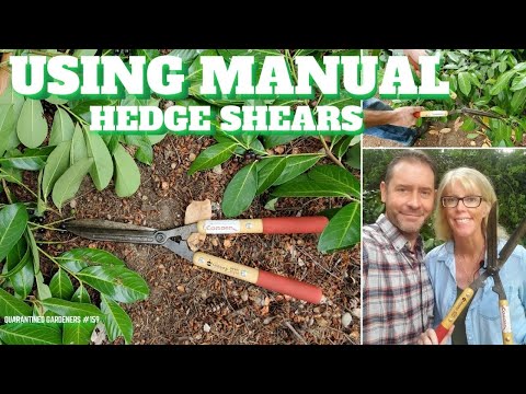 ⚒ Using Manual Hedge Shears - QG Day 159 ⚒