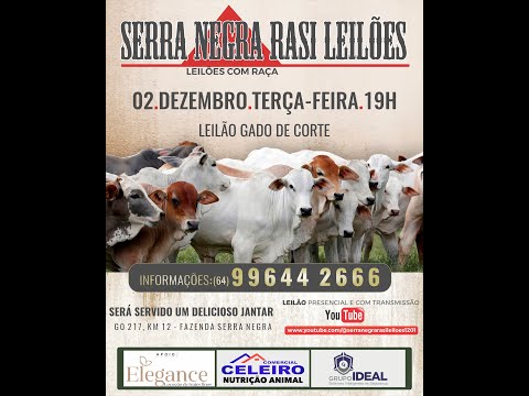 LEILÃO  SERRA NEGRA RASI LEILÕES - PIRACANJUBA - GO | 02 DE DEZEMBRO DE 2025