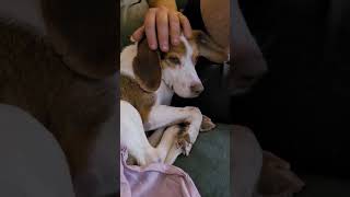 Video preview image #1 Beagle Puppy For Sale in Dunnellon, FL, USA