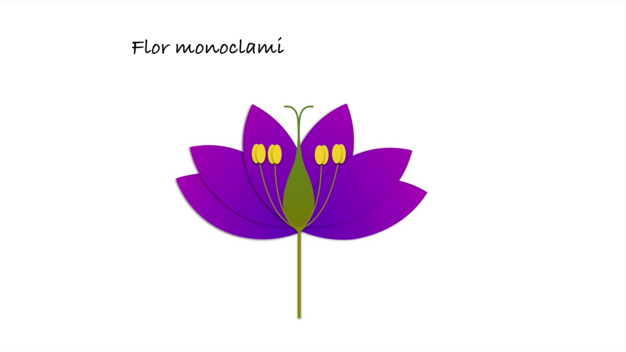Morfología de angiospermas: partes de la flor