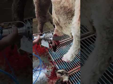 Sheep and goat neck cutting machine