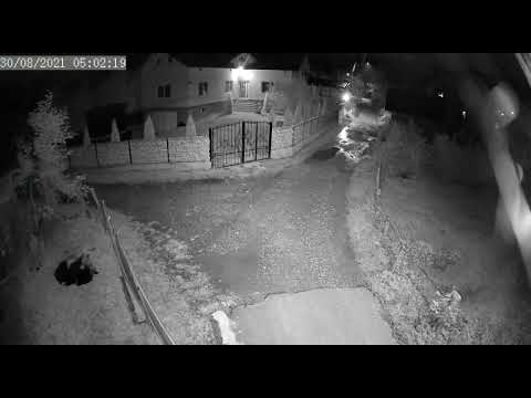 Ursul își face de cap pe ulițele satului Bărbulețu,  județul Dâmbovița