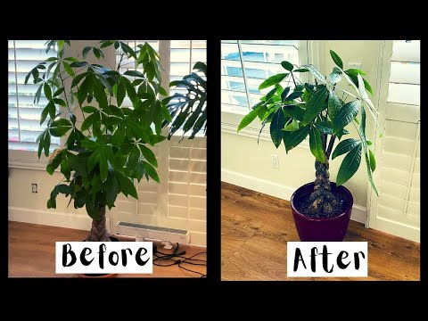 image-How do you prune pachira Aquatica?
