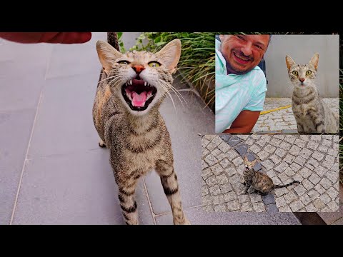 The Pregnant Cat Was Crying for Help—And She Chose My Door