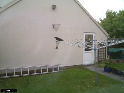 Crow raiding a bird feeder