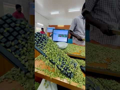 Cardamom auction #cardamom #auction #live #spices #mumbai #gujarat #job #maharashtra #up #wholesale