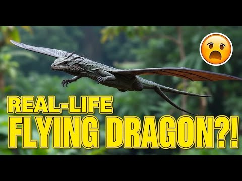 Draco Volans | A Real-Life Flying Dragon