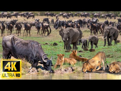 The Last Migration: An Incredible Nature Documentary