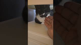 Piper, The Tuxedo Cat With A Mustache Meeting Part 2