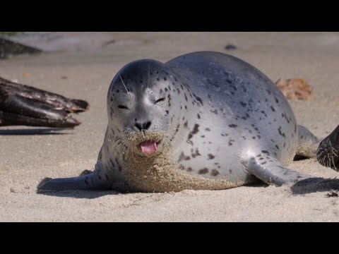 Baby Seals Being Cute for 2 Hours