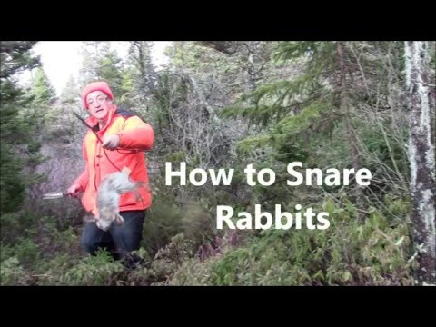 How To Snare Rabbits