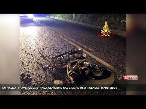 ANIMALE ATTRAVERSA LA STRADA, CENTAURO CADE, LA MOTO SI INCENDIA | 14/06/2020