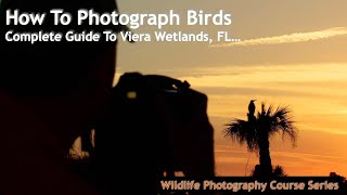 Complete guide to photographing wildife at Viera Wetlands, FL