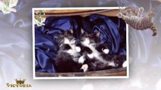 Beautiful South - Dream a Little Dream of Me - tiny dreams cats