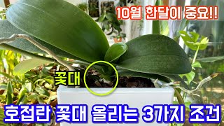 호접란 꽃피우는법, 호접란 꽃대 올리는 3가지 조건!! 10월 한달간이 중요해요!!