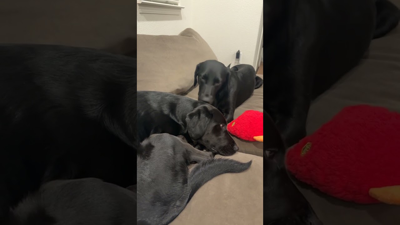 Enlarge Wilmer, an adopted Labrador Retriever in Sacramento, CA video 6/6