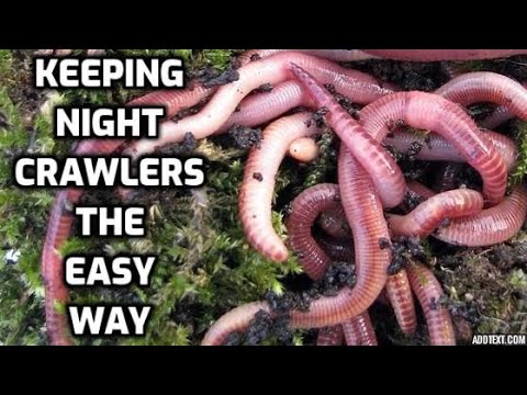 The Cheap & Easy Way To Keep Nightcrawlers / Worms - How To Store Them Indefinitely (Video 129)