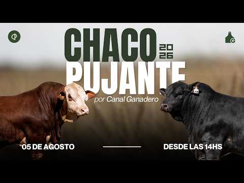 CHACO PUJANTE 2026 - CABAÑA ABUELO NINGER, EL CAMBIO Y LA FAMILIA - BRANGUS, BRAFORD Y BRAHMAN