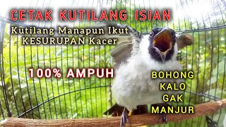 Download lagu 100% KUTILANG MANAPUN CEPAT MENIRUKAN SUARA KUTILANG GACOR FULL ISIAN KESURUPAN KACER INI. mp3