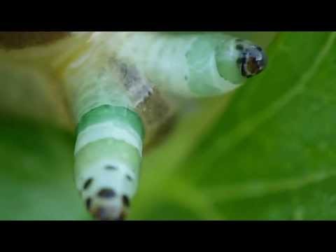 Che espellere lyambliya Il succo di Nonie da parassiti