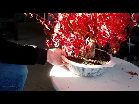 más trabajos de otoño,bonsai de arce palmatum