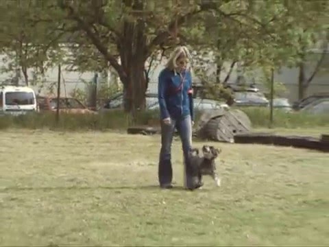 Mázli obedience kezdő vizsga 2016. 04. 23.