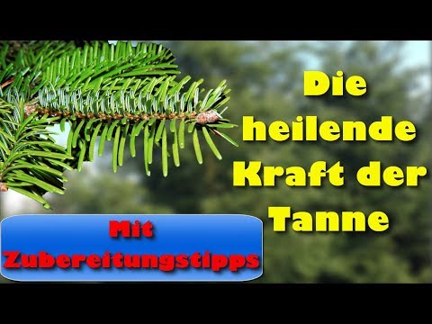 Die heilende Kraft der Tanne mit Zubereitungstipps