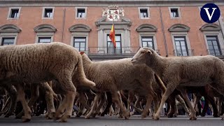 Rebaños de ovejas y cabras toman Madrid para reivindicar las vías pecuarias