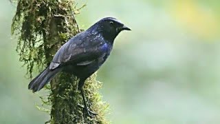 Download lagu Masteran gacor untuk pikat burung ciung batu liar (park 2) suara pancingan | kicau suara burung mp3