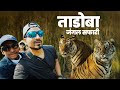Encounter With A Majestic Tigress A Thrilling Safari In Tadoba Nimdela Gate