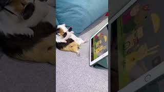 Haha   Feel asleep🤣💕 #funnyanimal #funnypets #cute #animal