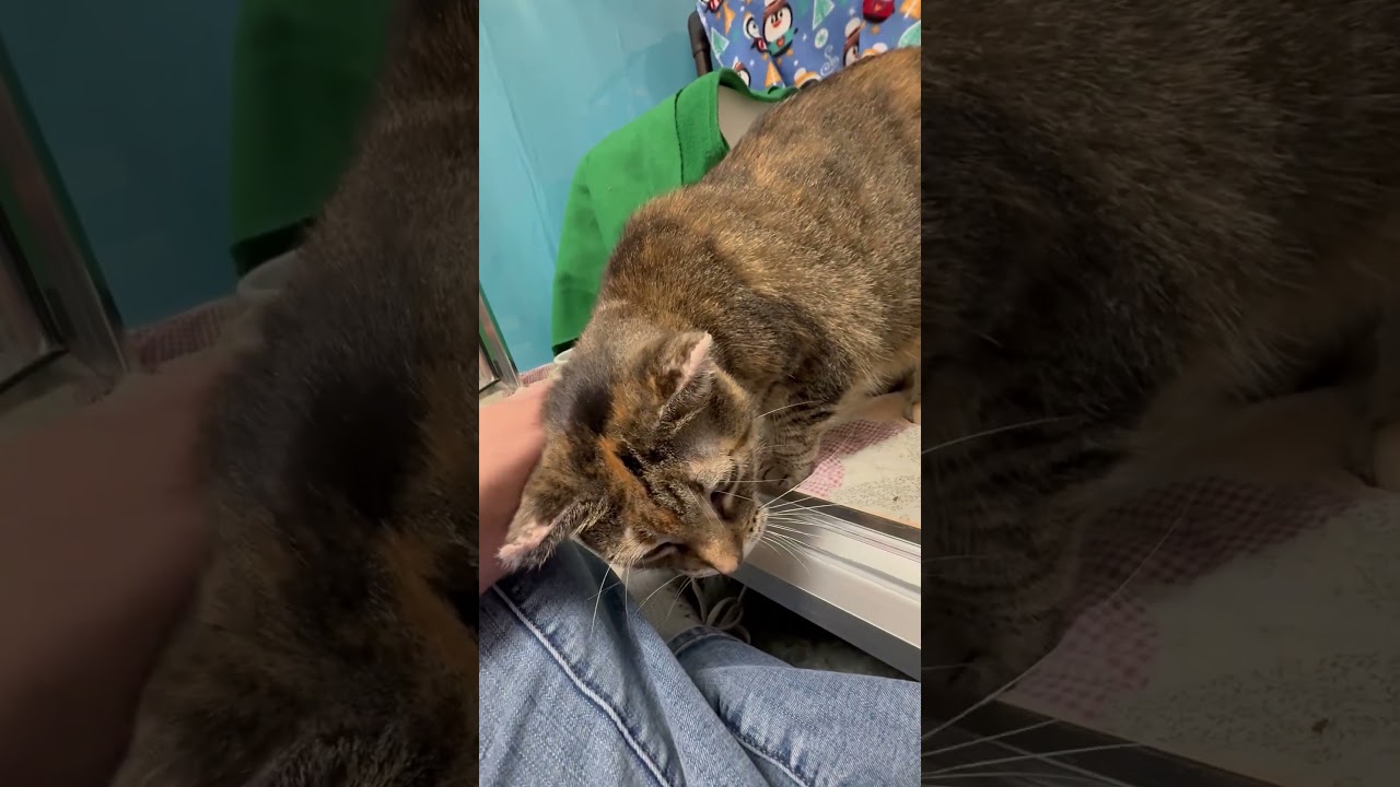 Enlarge Maya Mae (Mia), a Adoptable Domestic Short Hair in Oshkosh, WI video 6/6