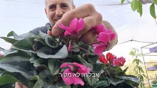 טיפים לגידול רקפות המלכה של החורף