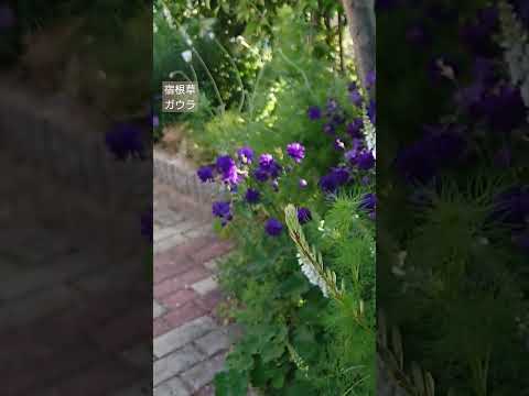 園芸 リンドハイマーのガウラ