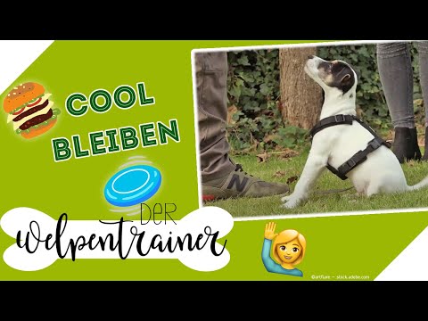 Trotz hoher Reize cool bleiben: So hältst du den Hund im Kommando | Der Welpentrainer | sixx