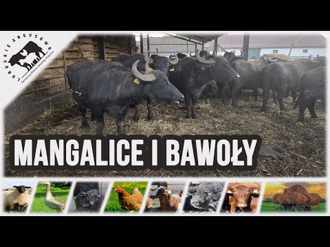 Lubuskie Angusowo - S8 E30 - Trip to Hungary - Mangalice and Buffaloes