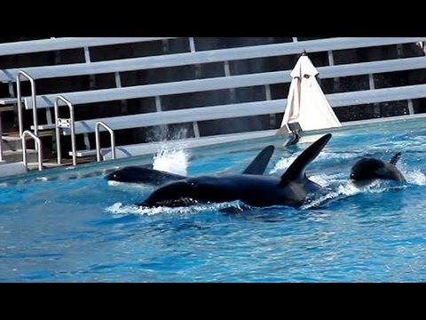 Kasatka, Makani, Nakai & Shouka 2-25-13