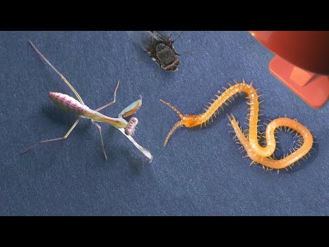 LA MANTE GIUSEPPE COMBAT UN MILLE-PATTES!