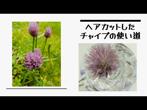 園芸 チャイブ