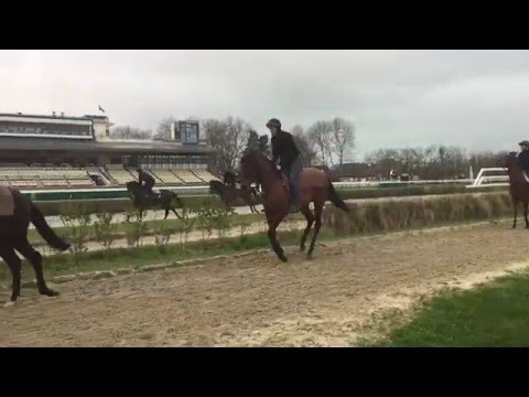 power colt 05/02/2016 Deauville trot