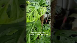 Download lagu Tips merawat Tanaman Hias Janda Bolong yang cantik mp3 Download lagu Tips merawat Tanaman Hias Janda Bolong yang cantik mp3