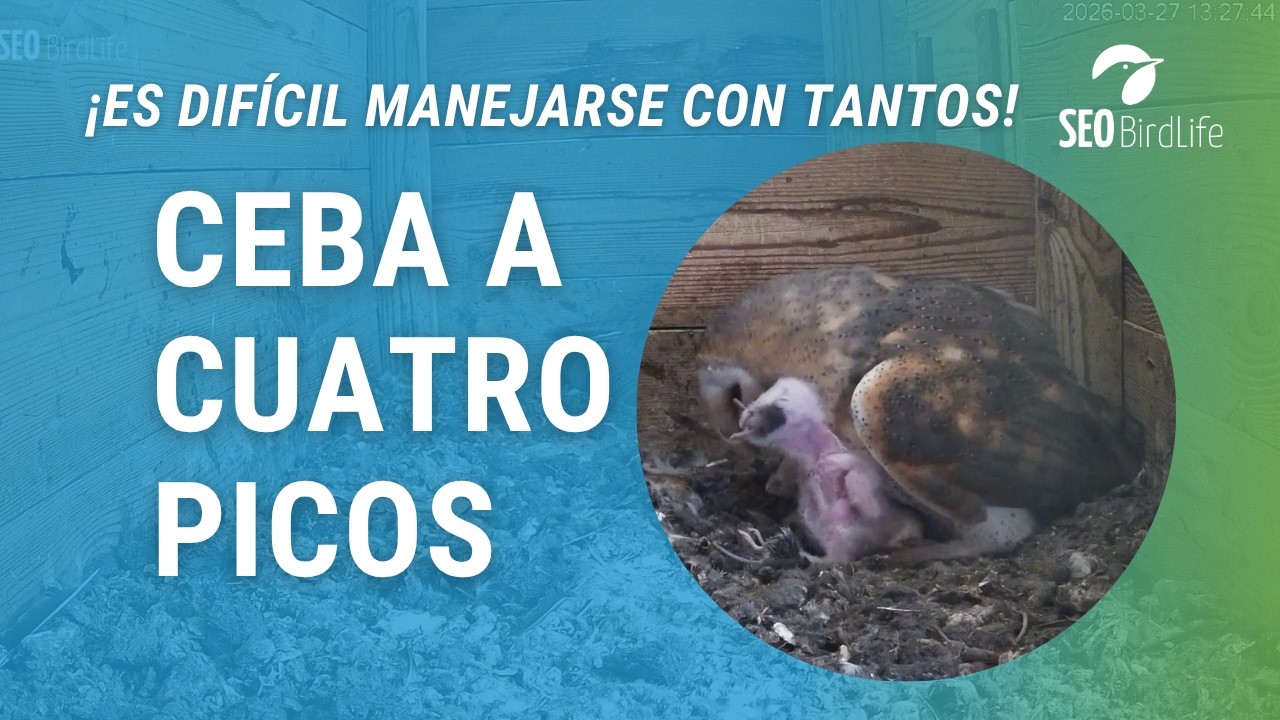 ¡CEBANDO A LOS CUATRO POLLITOS 🐥🐥🐥🐥🥚🦉 · Lechuza común · Parque Nacional de Cabañeros