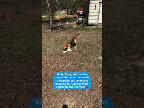 Can you help our rescue dogs⁉️🥺Link in our bio🫶 #amazon #rescuedog #chihuahua #shelter #florida