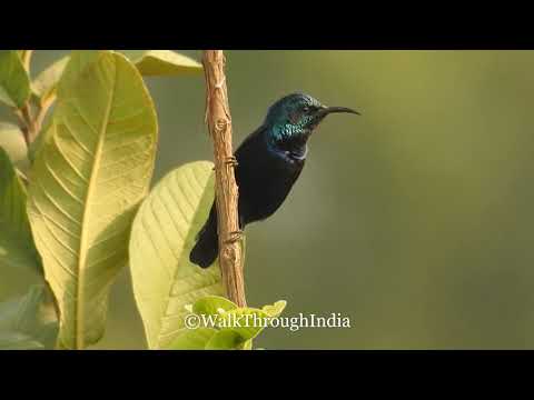 Male Purple Sunbird Calling -  A Bird Video