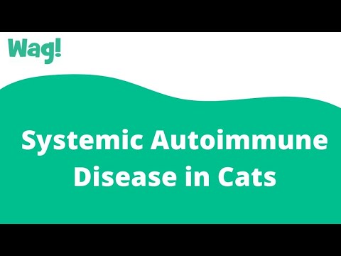 Systemic Autoimmune Disease in Cats | Wag!